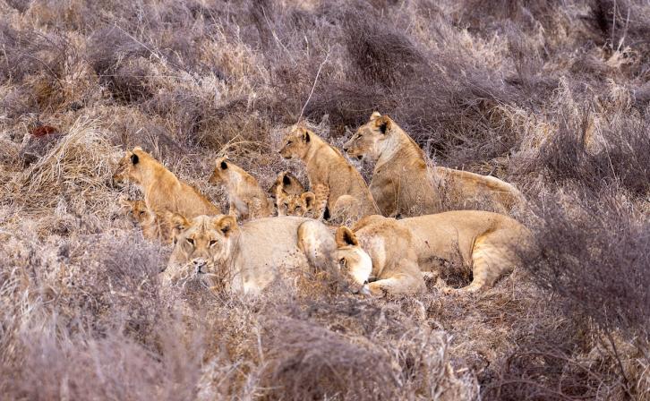 Lion Collaring in Tsavo