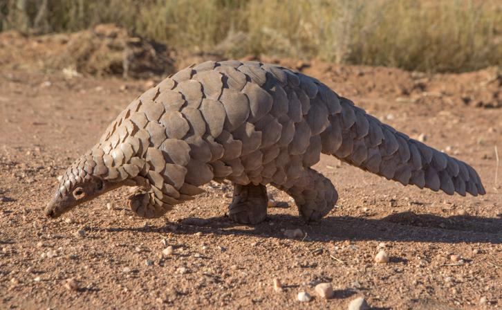 Protecting Pangolins from Poachers in Cameroon’s Dja Faunel Reserve