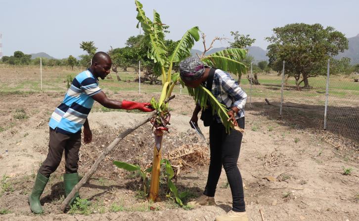 Moussa Abdoulaye showing off the first plantain he was able to produce