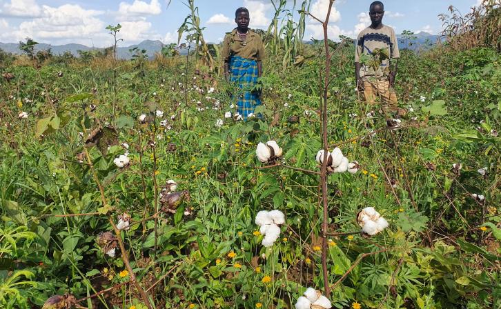 Farmers posing in the cotton fields