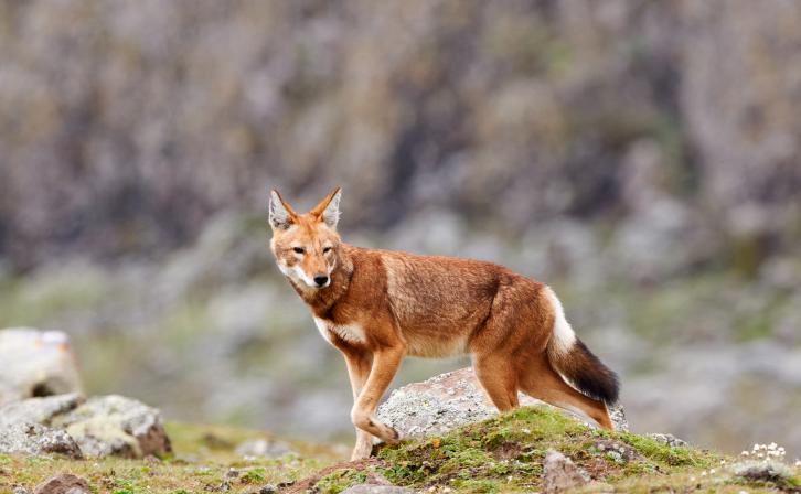 The Ethiopian wolf (Canis simensis), an endangered canid that lives on the Ethiopian Highlands.