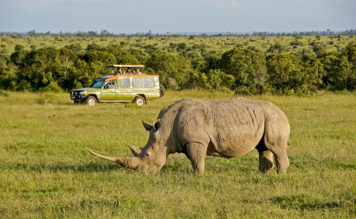 Tourists in safari vehicle view white rhinoceros grazing at Ol Pejeta Conservancy, Kenya