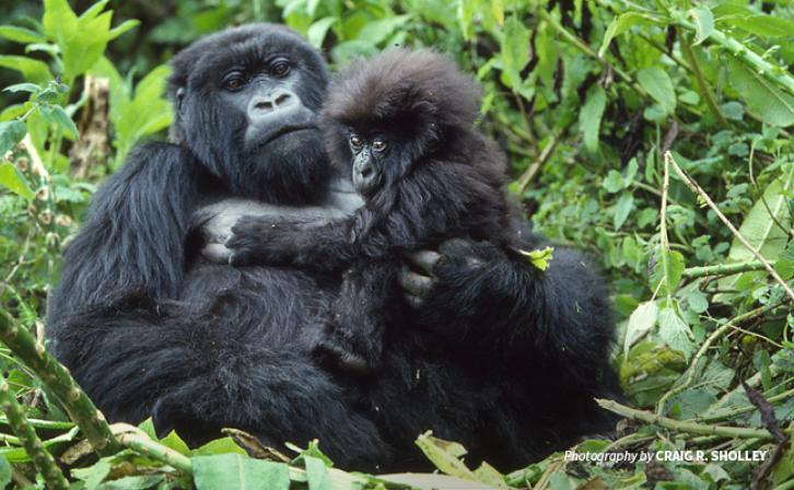 Photo of baby mountain gorilla with mother in forested habitat in the Virunga mountains