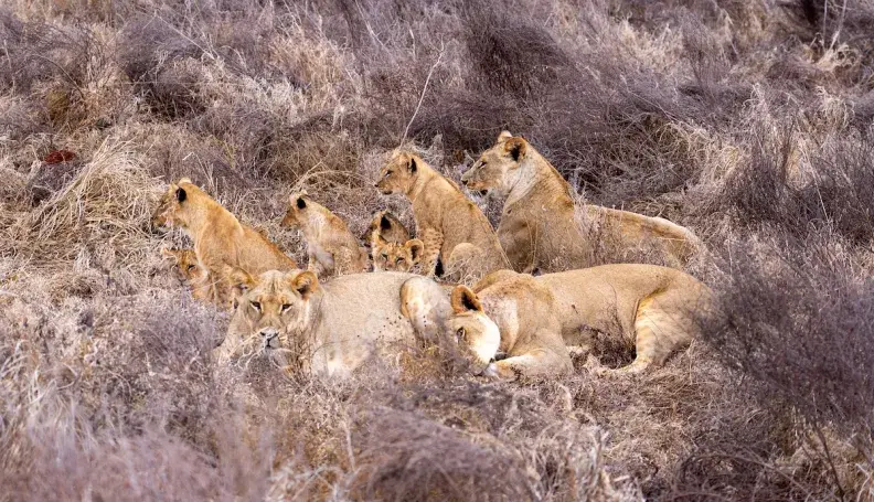 Lion Collaring in Tsavo