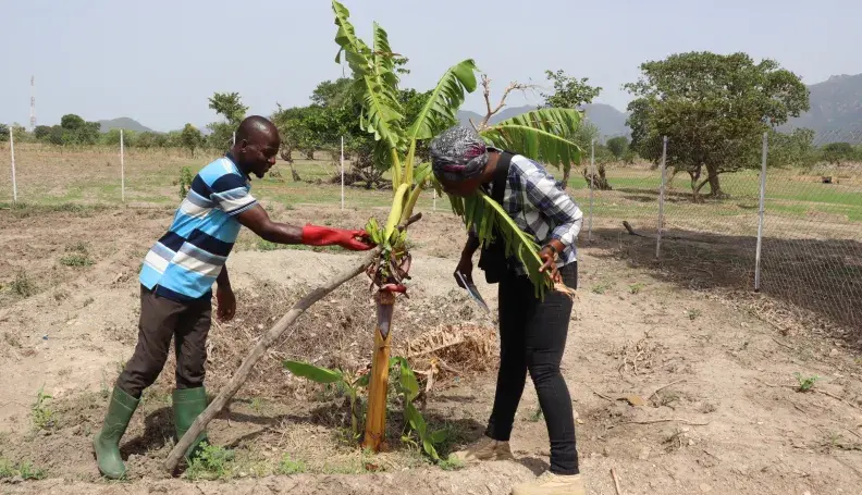 Moussa Abdoulaye showing off the first plantain he was able to produce