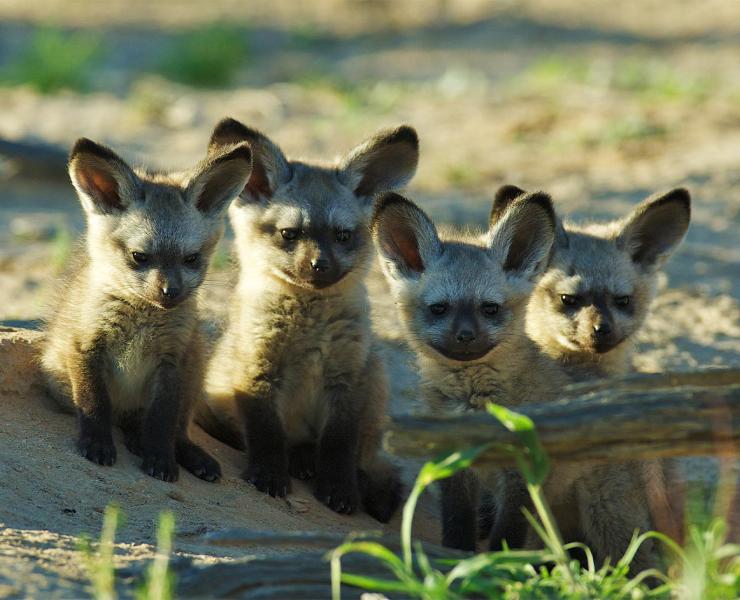 Bat-Eared Fox Pups
