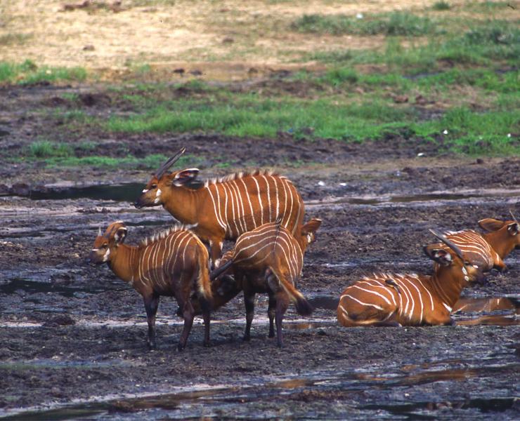 Bongo | African Wildlife FoundationBongo | African Wildlife Foundation  