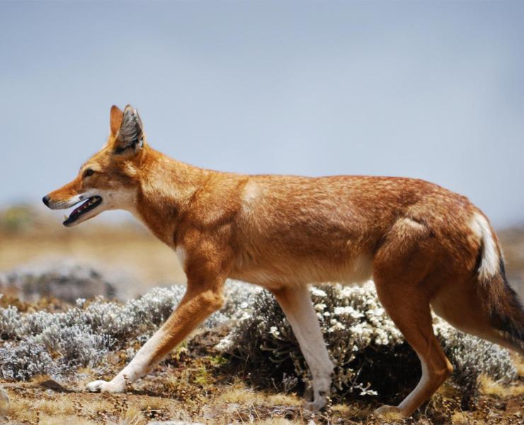 Ethiopian wolf best sale dog hybrid