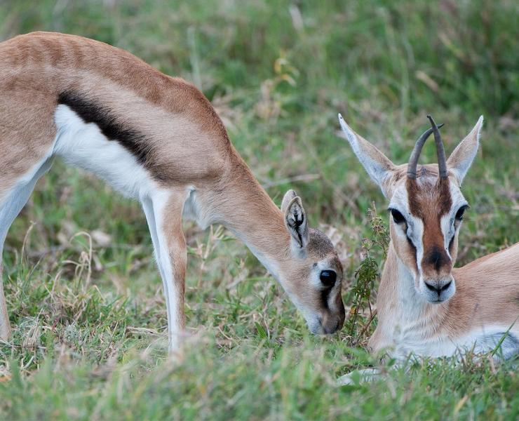 Thomson's Gazelle | African Wildlife Foundation