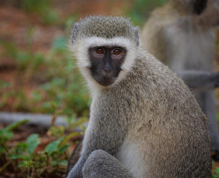 Vervet Monkey | African Wildlife Foundation