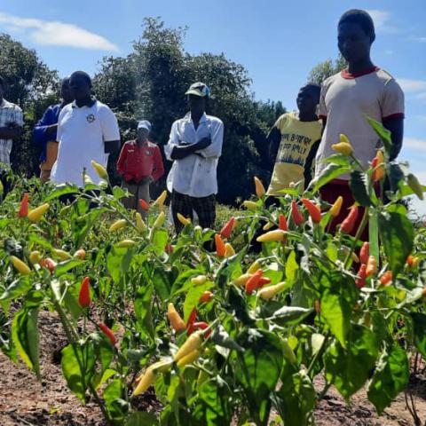 chili farm