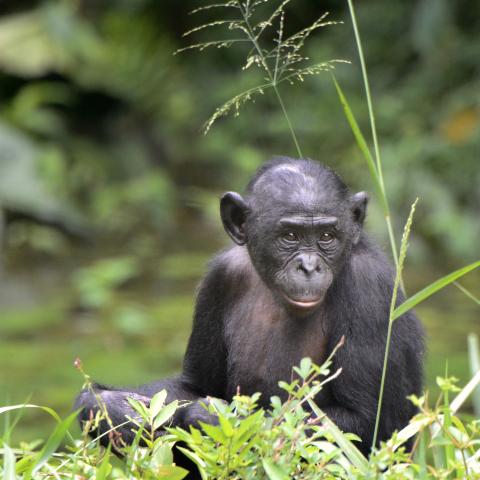 Bonobo