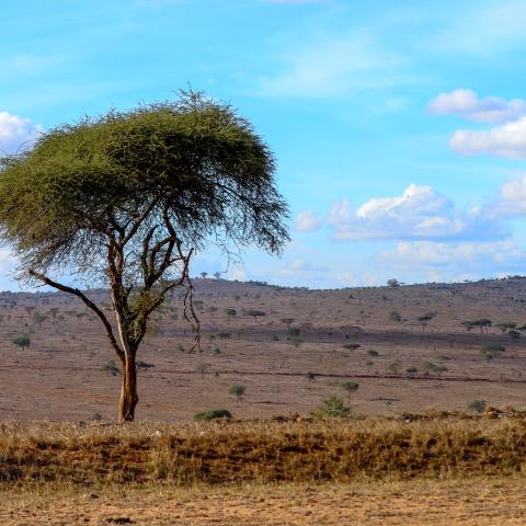 Tsavo landscape