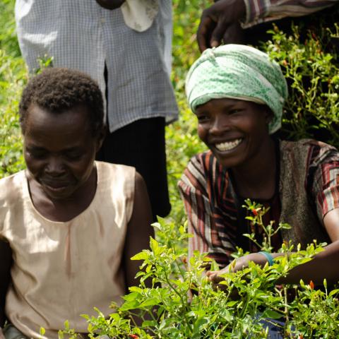 Community members in chili farm