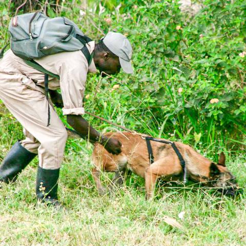 Canine and handler team