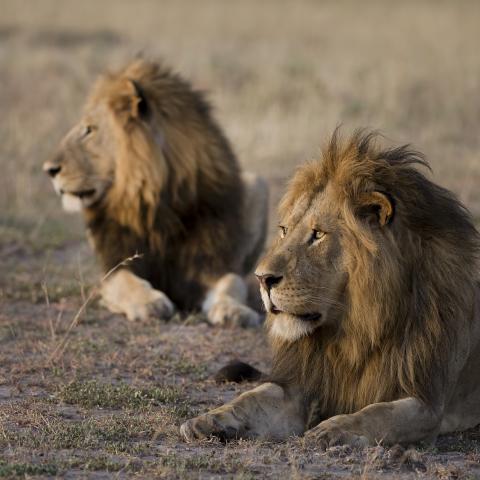 Lion in landscape