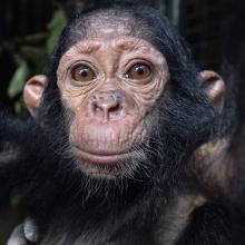 Close-up of rescued baby chimpanzee in Cameroon