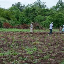 Sustainable agriculture in Zimbabwe