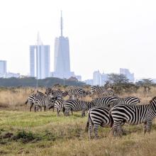Zebras in Nairobi National Park