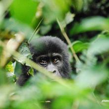 A young mountain gorilla hides in the leaves.