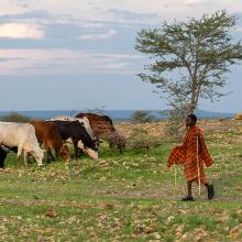 A herder stands next to livestock.
