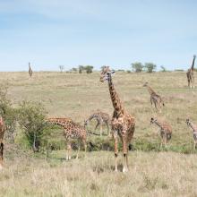Giraffes in an African Landscape
