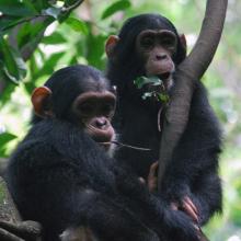 Chimpanzees in a tree.