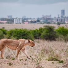 Lioness walking through Nairobi National Park