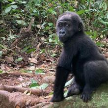 Rescued Gorilla, Dja