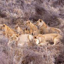 Lion Collaring in Tsavo