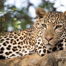 Close-up of a leopard in a tree