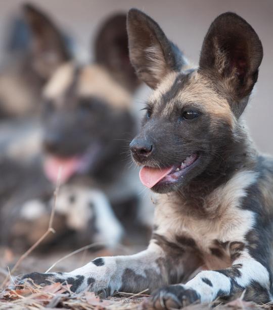 how can we help african wild dogs