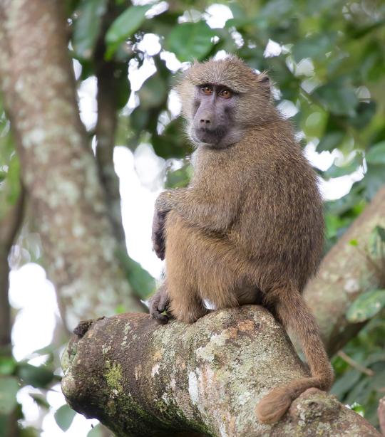 Baboon | African Wildlife Foundation