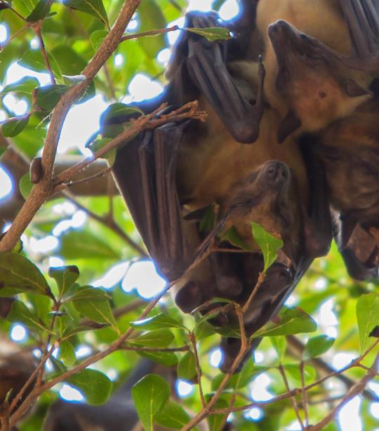 fruit bat legs