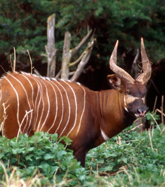 Bongo | African Wildlife FoundationBongo | African Wildlife Foundation  