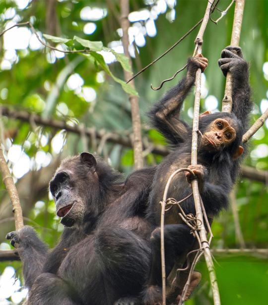 chimpanzee height weight