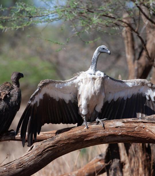 Vulture | African Wildlife Foundation