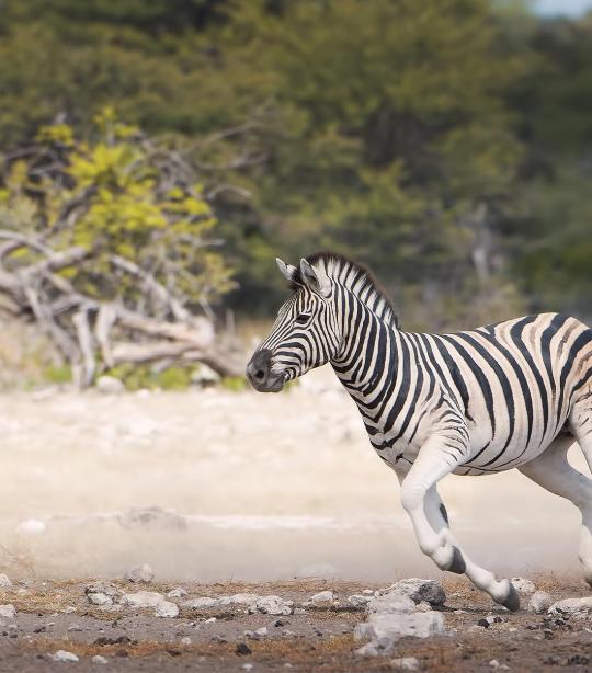 ecosystem information about zebras