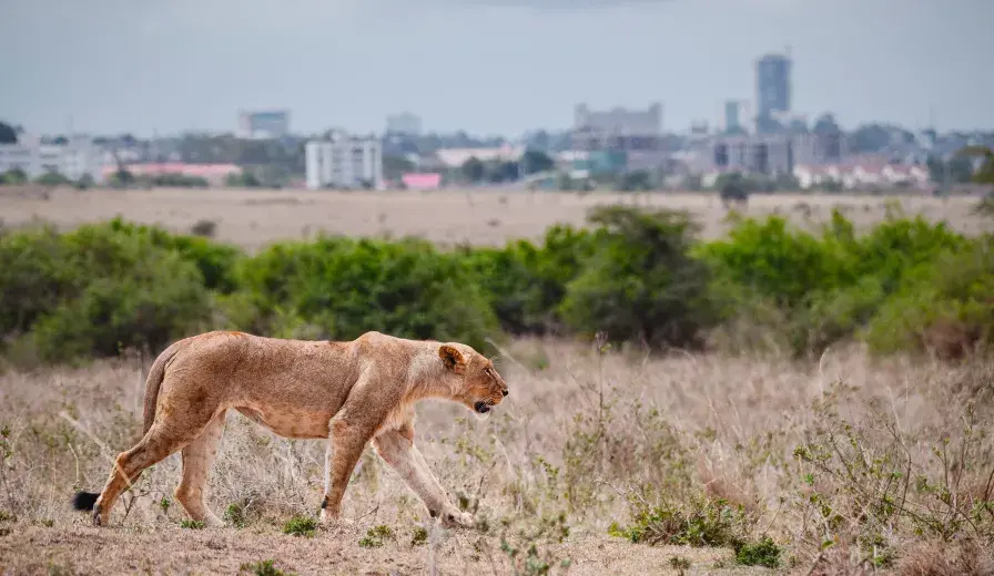 Lioness walking through Nairobi National Park