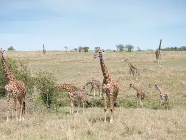 Giraffes in an African Landscape