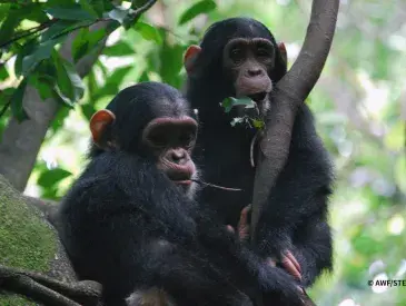 Chimpanzees in a tree.