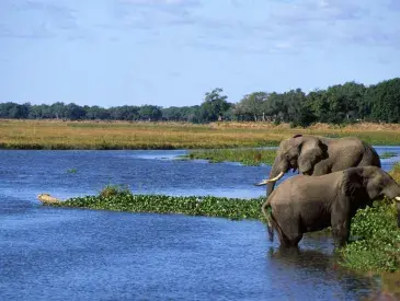 Elephants in Zambezi river