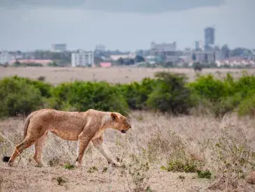 Lioness walking through Nairobi National Park