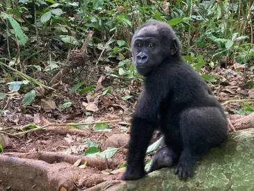 Rescued Gorilla, Dja