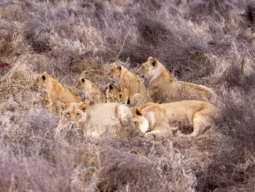 Lion Collaring in Tsavo