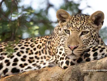 Close-up of a leopard in a tree