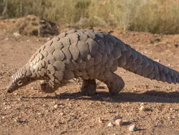 Protecting Pangolins from Poachers in Cameroon’s Dja Faunel Reserve