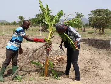 Moussa Abdoulaye showing off the first plantain he was able to produce