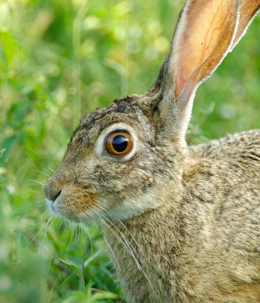 African Hare | African Wildlife Foundation