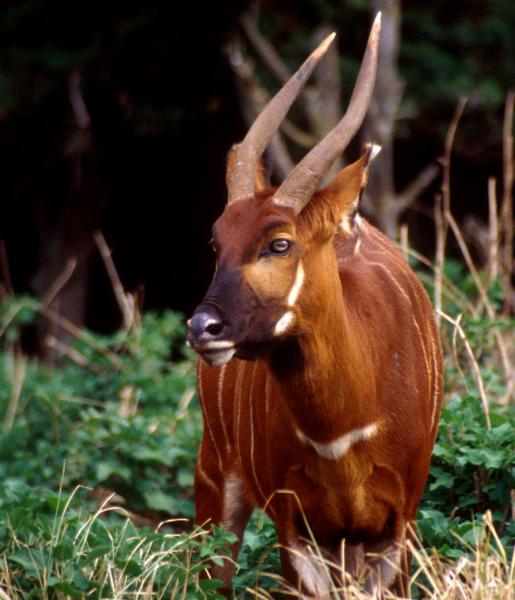 Bongo | African Wildlife FoundationBongo | African Wildlife Foundation  